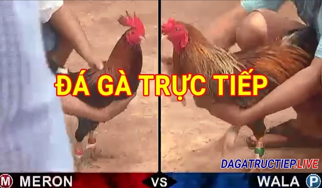 da-ga-truc-tiep-67