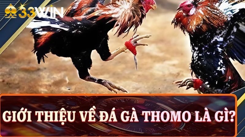 truc-tiep-da-ga-thomo-67