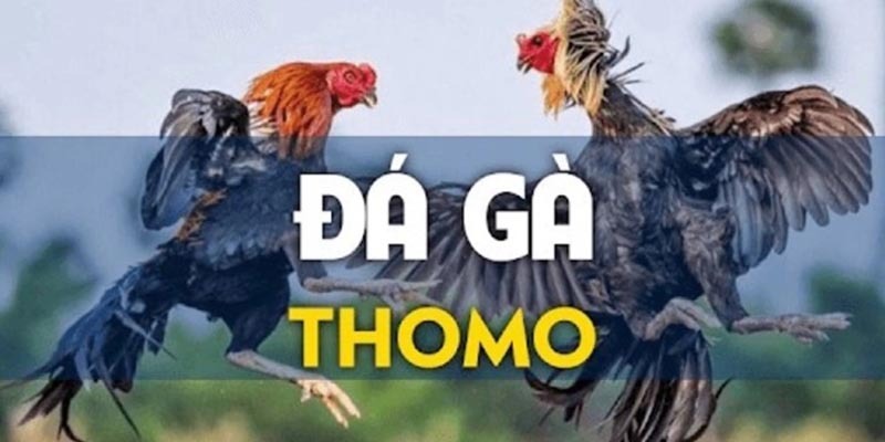 truc-tiep-da-ga-thomo-67