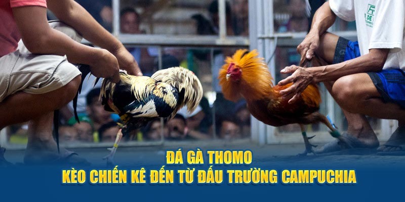 truc-tiep-da-ga-thomo-67