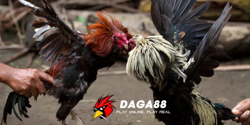 da-ga-888