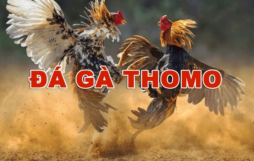 truc-tiep-da-ga-thomo