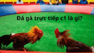 da-ga-truc-tiep-c1